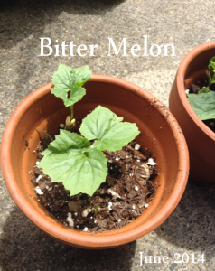 Bitter Melon June 2014