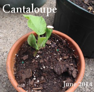 Cantaloupe June 2014