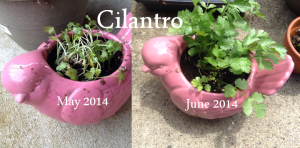 Cilantro May to June 2014